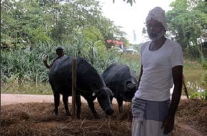 Ape Gama visual documentation photograph 11