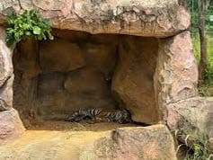 Fabricated rock wall and cave entrance inside safari enclosure