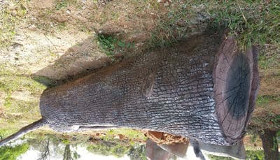 Ridiyagama Safari Park visual documentation photograph 07