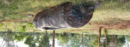 Ridiyagama Safari Park visual documentation photograph 09