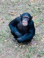 Monumental chimpanzee sculpture at the entrance car park set against Sierra Leone jungle